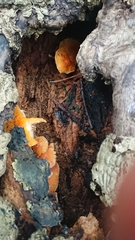 Pluteus aurantiorugosus