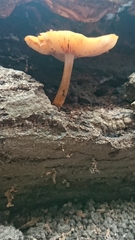 Pluteus aurantiorugosus