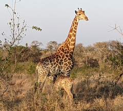Giraffa camelopardalis giraffa