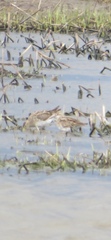 Calidris acuminata