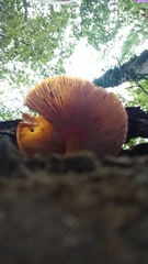 Pluteus aurantiorugosus