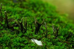 Xylaria hypoxylon