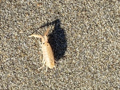 Megalorchestia corniculata