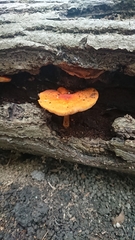 Pluteus aurantiorugosus