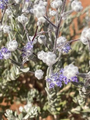 Dicrastylis lewellinii