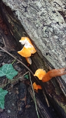 Pluteus aurantiorugosus