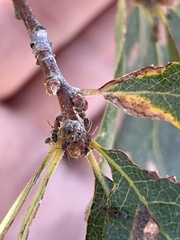 Liometopum occidentale