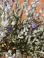 Dicrastylis lewellinii