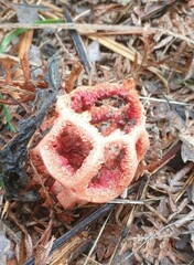 Clathrus ruber