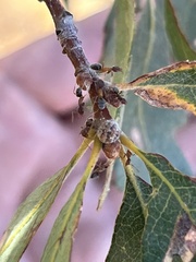 Liometopum occidentale