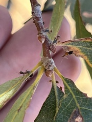 Liometopum occidentale