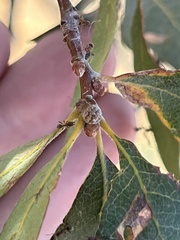 Liometopum occidentale