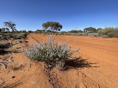 Dicrastylis lewellinii