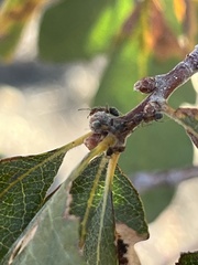 Liometopum occidentale