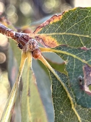 Liometopum occidentale