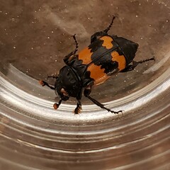 Nicrophorus