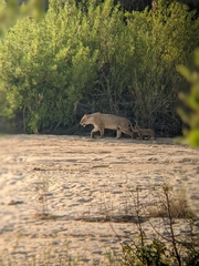 Panthera leo melanochaita