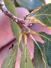 Liometopum occidentale