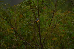 Pericrocotus cinnamomeus