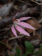 Caladenia fuscata