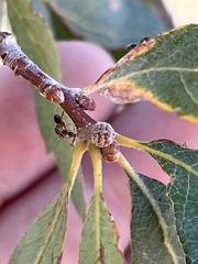 Liometopum occidentale