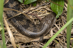 Tiliqua scincoides