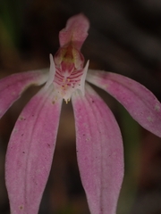 Caladenia fuscata