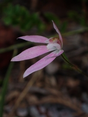 Caladenia fuscata