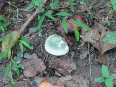 Heterophyllidia