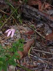 Caladenia fuscata