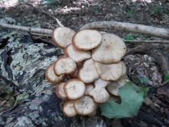 Physalacriaceae