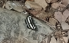 Neptis