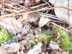 Cladonia cristatella