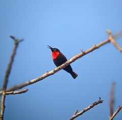 Chalcomitra senegalensis gutturalis