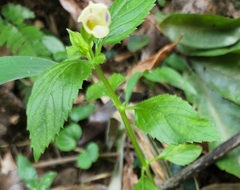 Torenia fordii