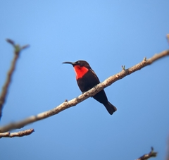 Chalcomitra senegalensis gutturalis