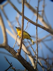 Malaconotus blanchoti