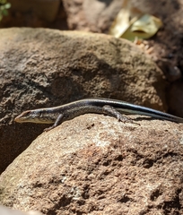 Trachylepis margaritifera