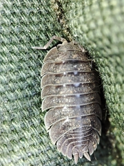 Porcellio