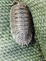 Porcellio
