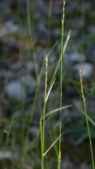 Sporobolus vaginiflorus