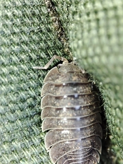 Porcellio