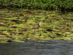 Irediparra gallinacea