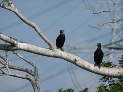 Phalacrocorax sulcirostris