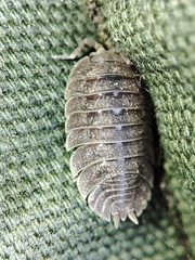 Porcellio