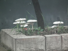 Verrucosporaceae