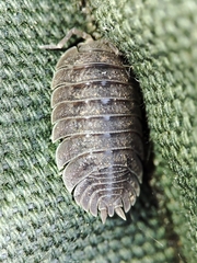 Porcellio