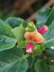 Alysicarpus vaginalis