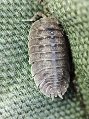 Porcellio