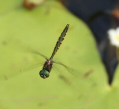 Hemicordulia australiae
